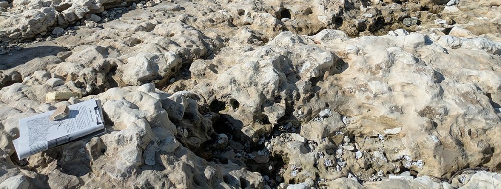 堆積岩である「泥岩」の中に潜んでいた「有孔虫」の化石