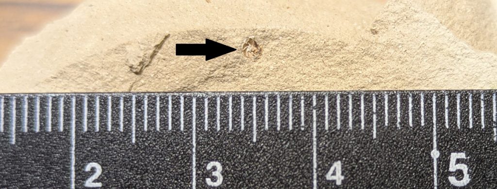 堆積岩である「泥岩」の中に潜んでいた「有孔虫」の化石