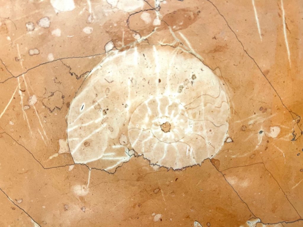 大理石の中の化石