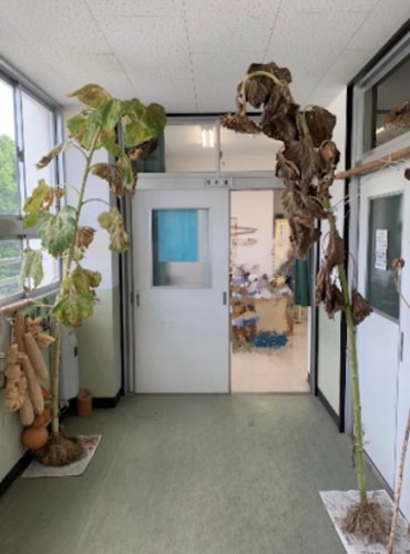 大きく育ったヒマワリ、ヘチマなど