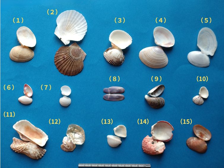 いろいろな種類の二枚貝