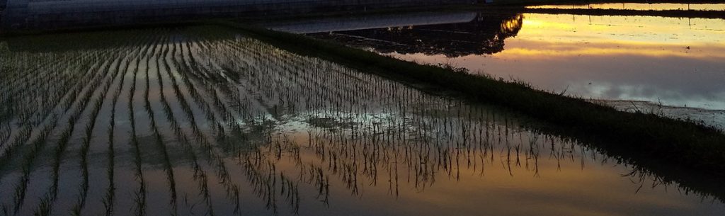 西日に染まってやわらかな橙色を映す田んぼ