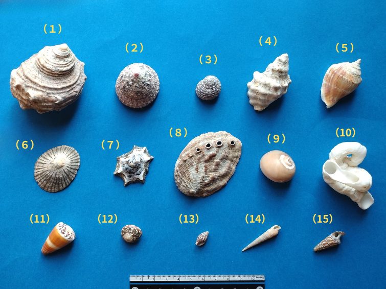 いろいろな種類の巻貝