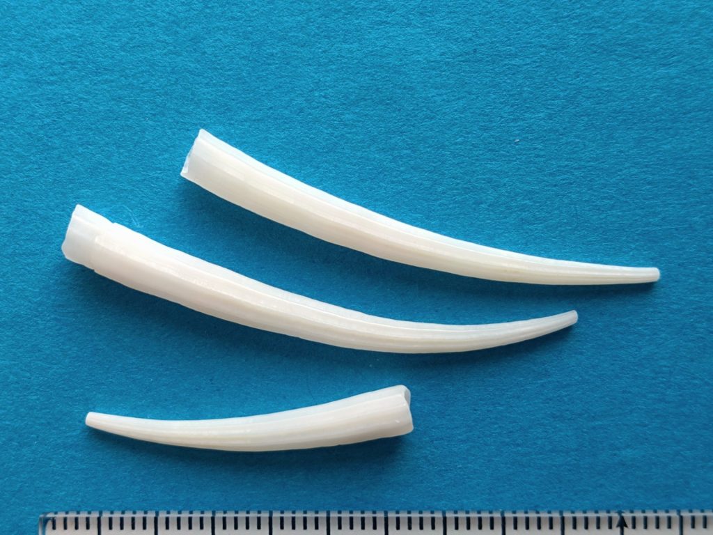 ヤカドツノガイ