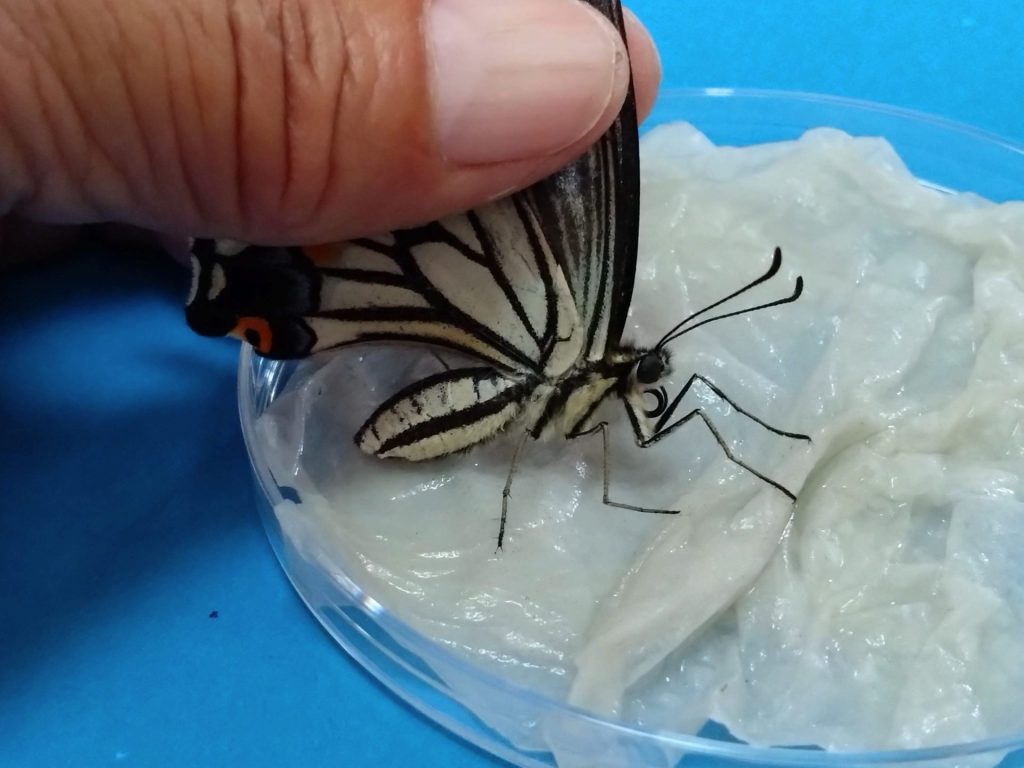 アゲハの持ち方