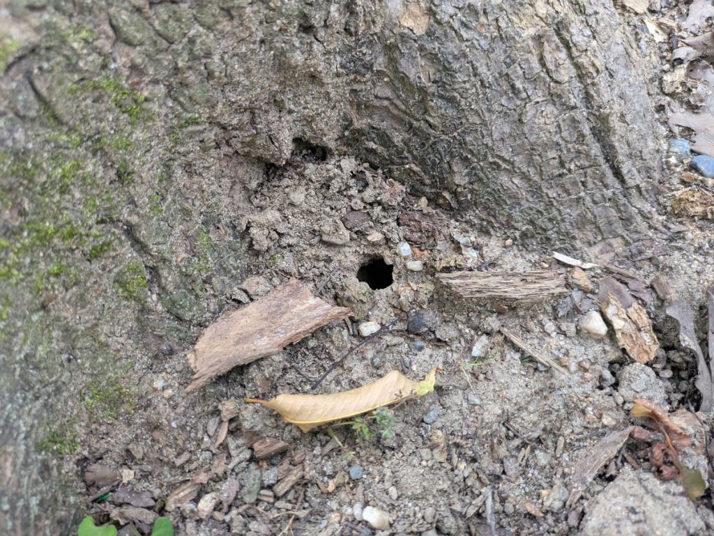 木の根元付近の地面の小さな穴