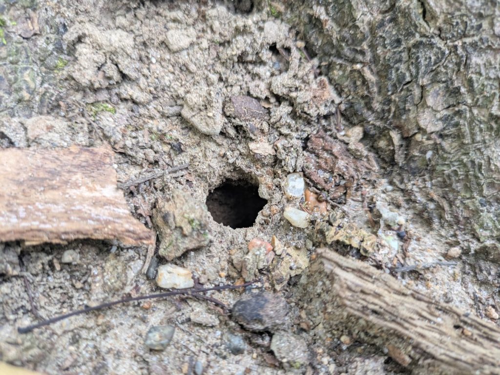 木の根元付近の地面の小さな穴