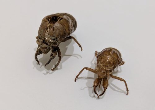 アブラゼミとクマゼミの抜け殻