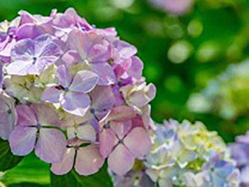 紫陽花の花の写真