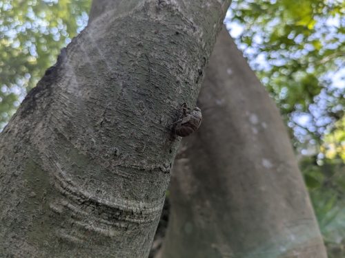 ニイニイゼミの抜け殻