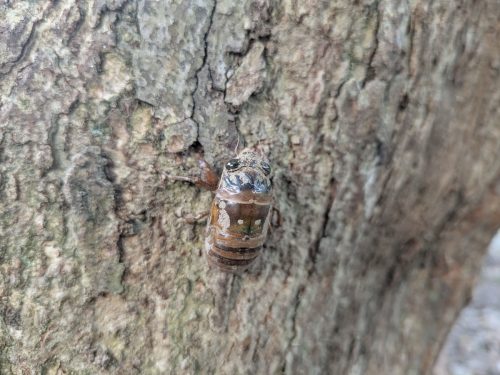 羽化前のセミの幼虫