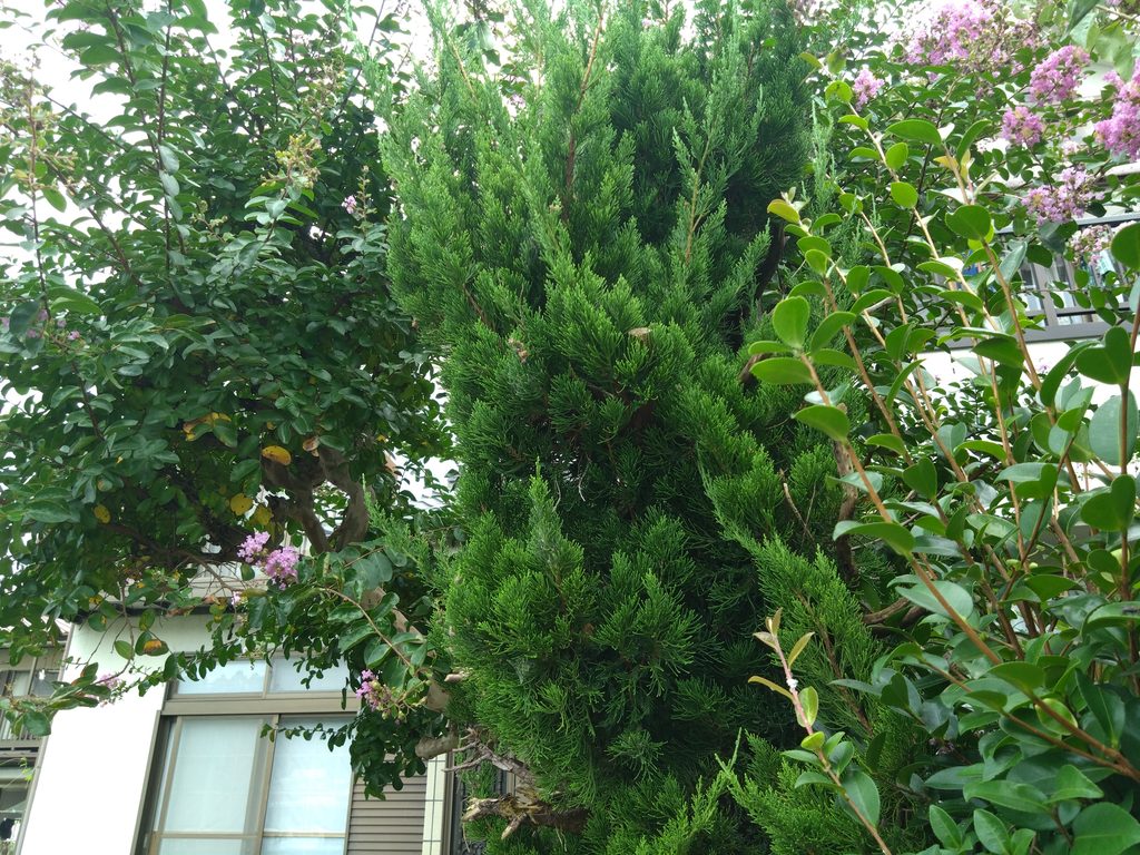 ①植物体の全体