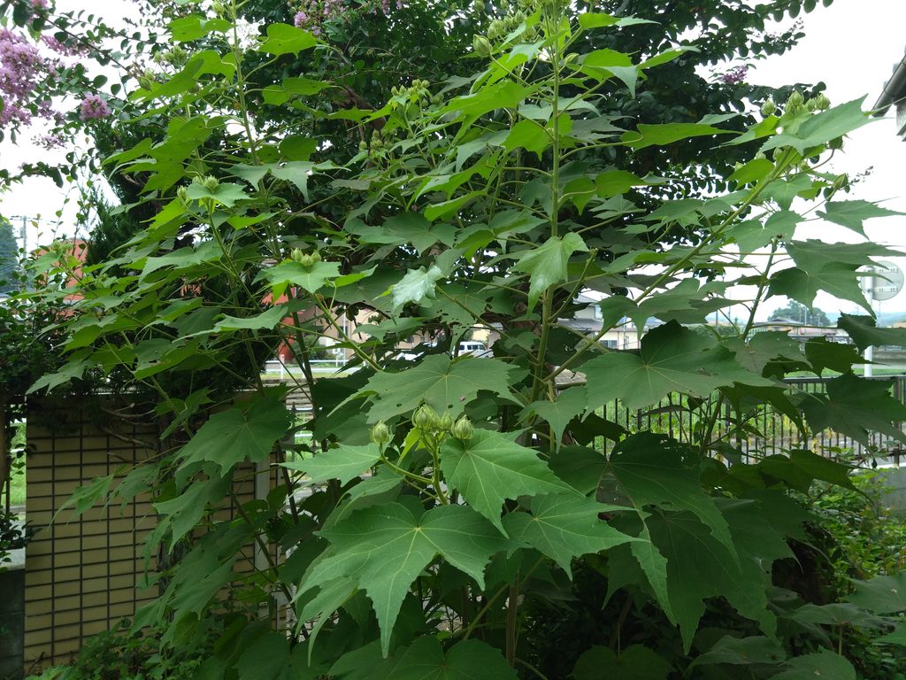 ①植物体の全体