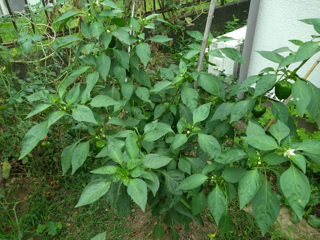 ①植物体の全体