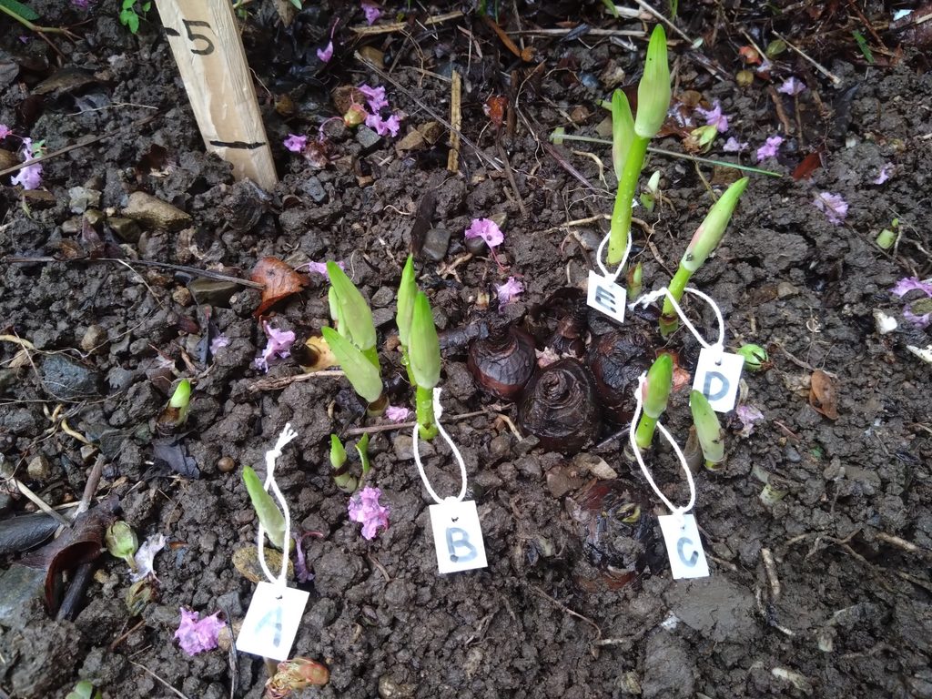 ヒガンバナの花茎生長の実験開始