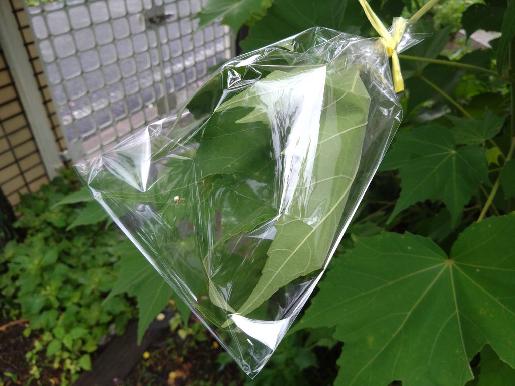③実験開始