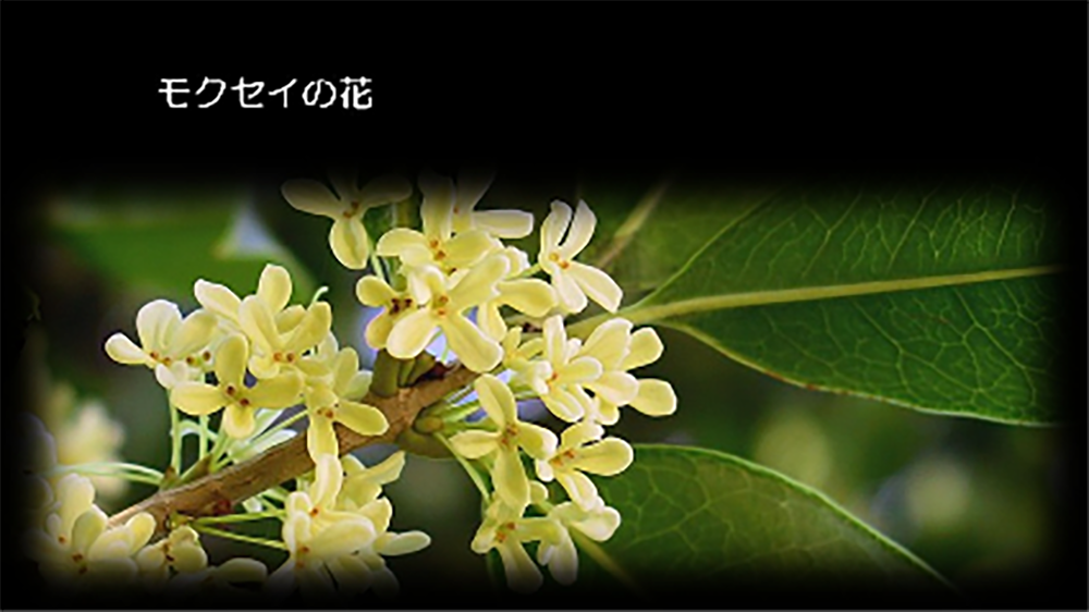 授業で提示するスライドその1 モクセイの花